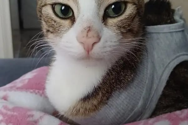 Esenyurt Best Vet Veteriner Kliniği 7/24 - Resim 11