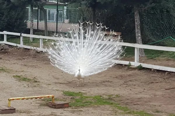 Özel Atlantis Özel Eğitim ve Rehabilitasyon Merkezi - Resim 20