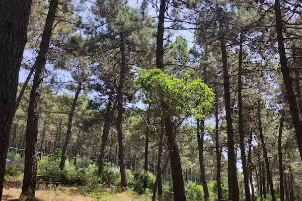 Göztepe Tabiat Parkı - Resim 1