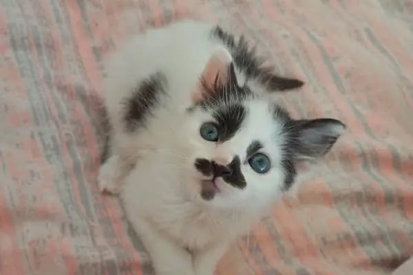 PAWS CLINIC VETERİNER KLİNİĞİ - Resim 11