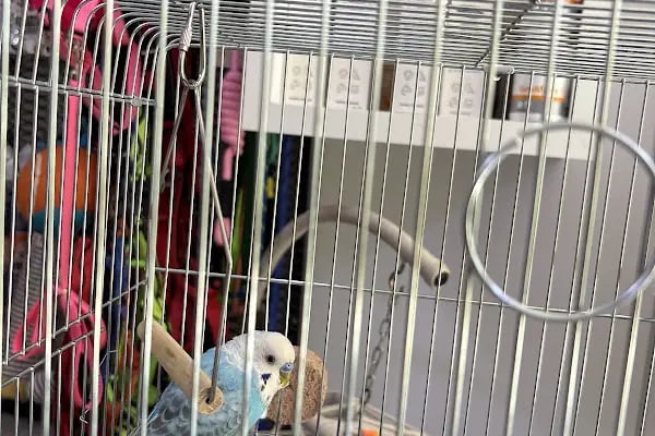 PAWS CLINIC VETERİNER KLİNİĞİ - Resim 12