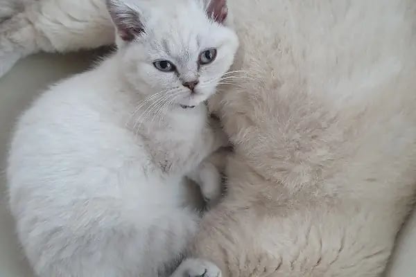 PAWS CLINIC VETERİNER KLİNİĞİ - Resim 9