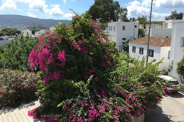 Eskiceshme Bodrum Marina - Resim 13