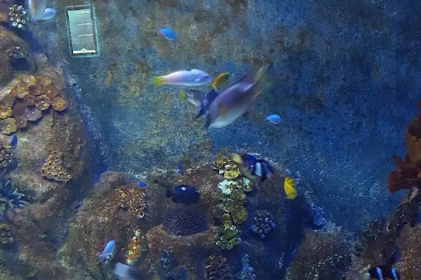 Seda Akvaryum &amp; Pet Shop - Resim 7
