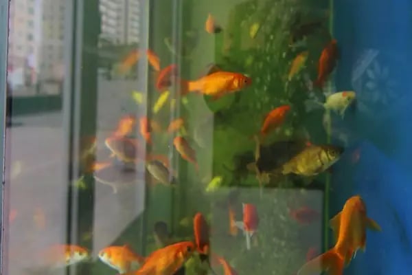 Seda Akvaryum &amp; Pet Shop - Resim 13