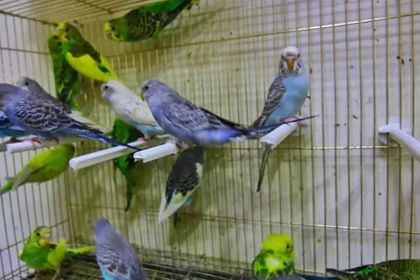 Seda Akvaryum &amp; Pet Shop - Resim 8