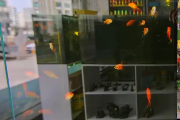 Seda Akvaryum &amp; Pet Shop - Resim 15