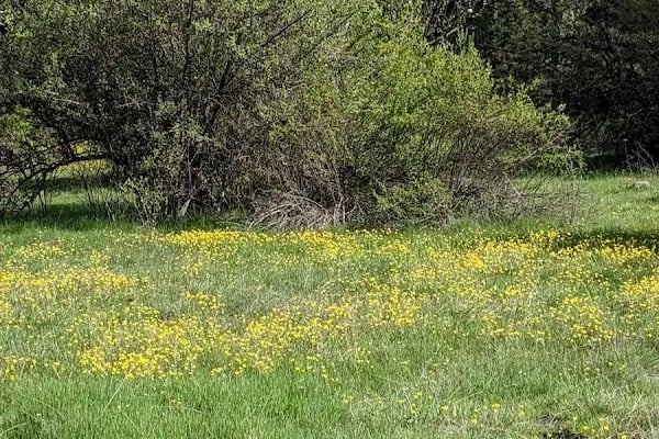 Aluçdağı Tabiat Parkı - Resim 16