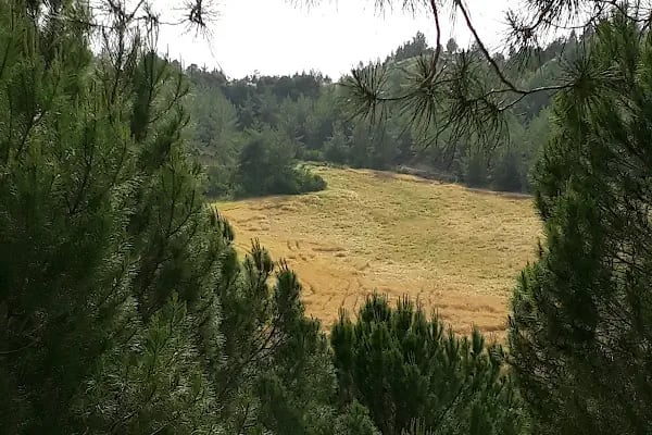 Süvari Binicilik - Resim 10