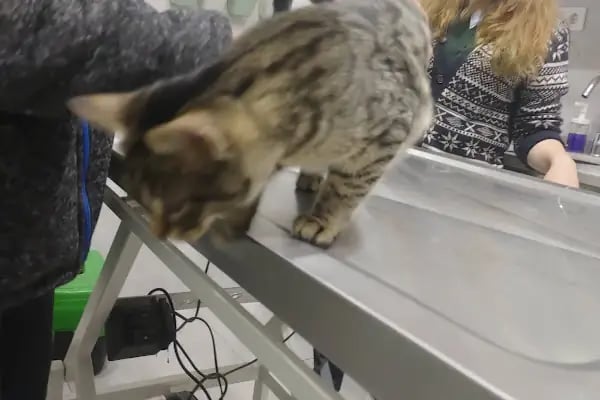 Vetrio Veteriner Kliniği - Resim 20