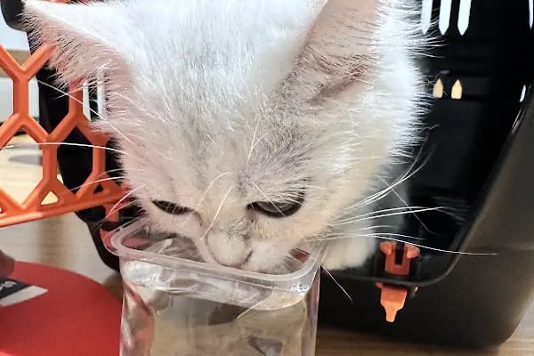 Vetrio Veteriner Kliniği - Resim 10