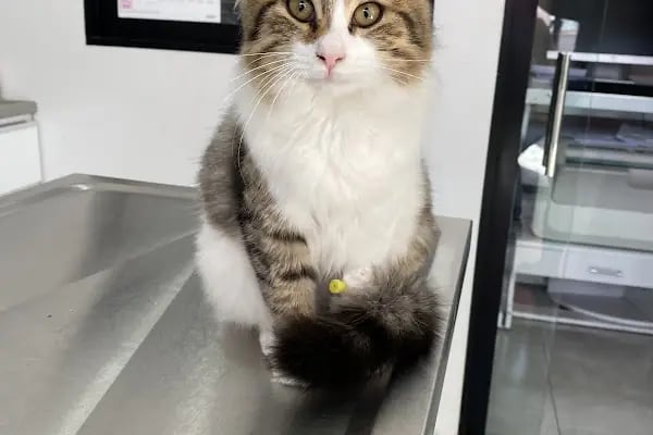 Vetrio Veteriner Kliniği - Resim 3