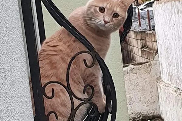 Vetpet Hayvan Hastanesi - Resim 11