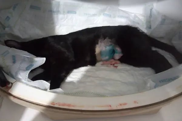 Hekimoğlu Veteriner Kliniği - Resim 19