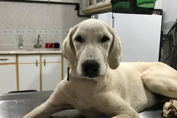 Hekimoğlu Veteriner Kliniği - Resim 11