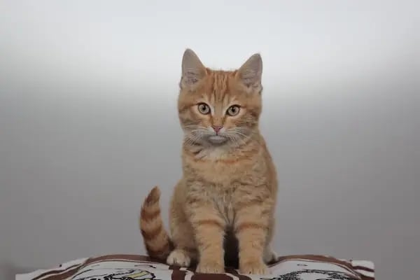Hekimoğlu Veteriner Kliniği - Resim 12
