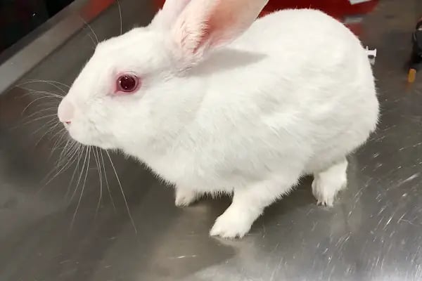 Hekimoğlu Veteriner Kliniği - Resim 5