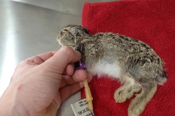 Hekimoğlu Veteriner Kliniği - Resim 9