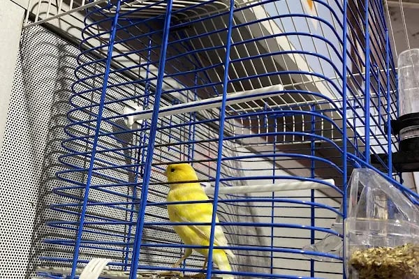 Ayaz Petshop - Resim 4