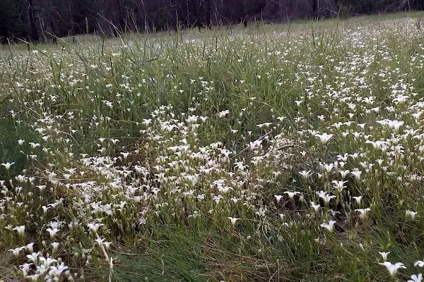 Şahinler Tabiat Parkı - Resim 18