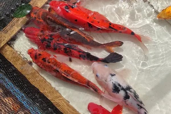 More Pet Shop & Kuaför (İstinye Park AVM karşısı ) - Resim 14