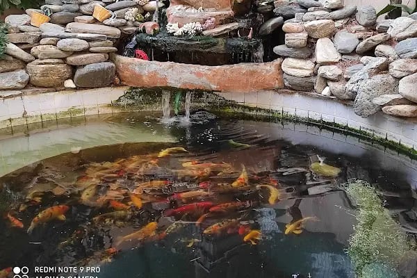 More Pet Shop & Kuaför (İstinye Park AVM karşısı ) - Resim 11