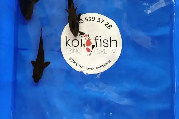More Pet Shop & Kuaför (İstinye Park AVM karşısı ) - Resim 9