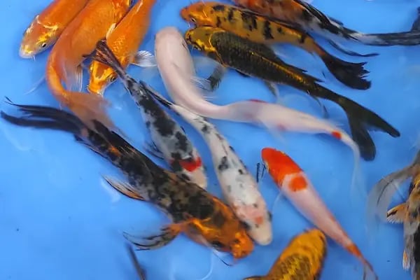 More Pet Shop & Kuaför (İstinye Park AVM karşısı ) - Resim 18