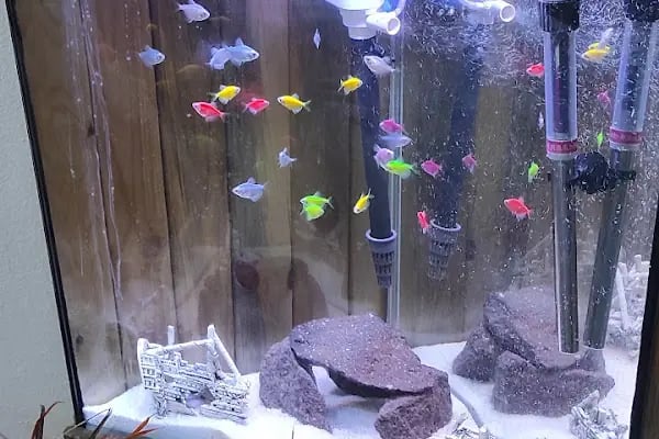 More Pet Shop & Kuaför (İstinye Park AVM karşısı ) - Resim 3