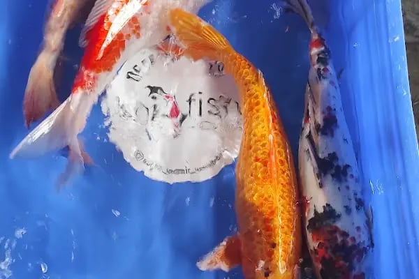 More Pet Shop & Kuaför (İstinye Park AVM karşısı ) - Resim 17