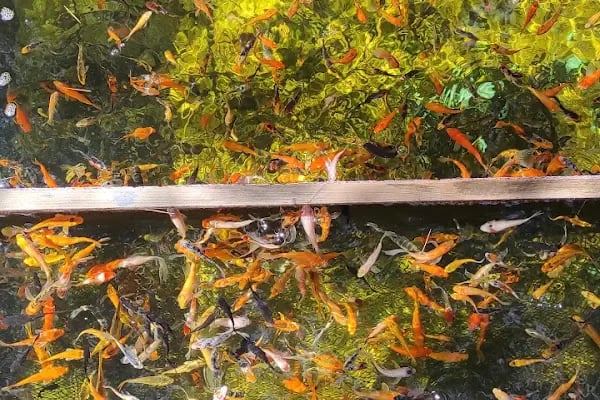 More Pet Shop & Kuaför (İstinye Park AVM karşısı ) - Resim 20