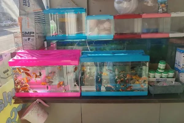 BEŞİR PETSHOP - Resim 3