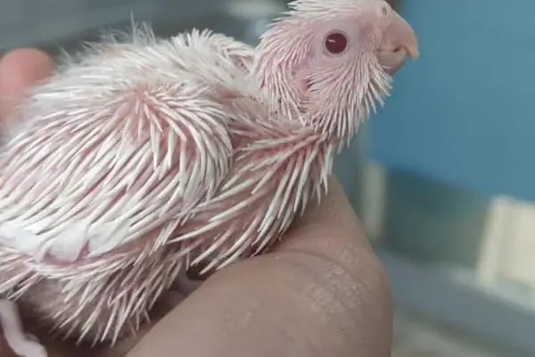 BEŞİR PETSHOP - Resim 18