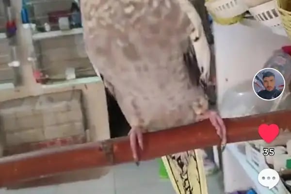 BEŞİR PETSHOP - Resim 10
