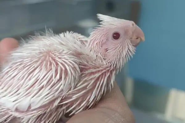 BEŞİR PETSHOP - Resim 8