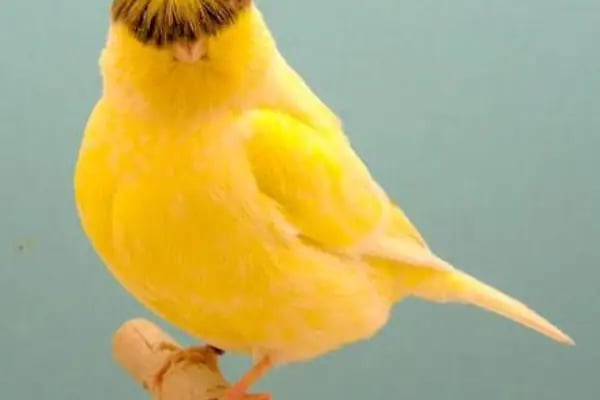 BEŞİR PETSHOP - Resim 20