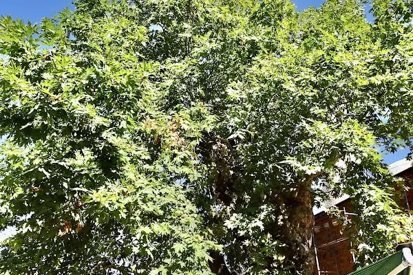 Azeb Bey Camii - Resim 16