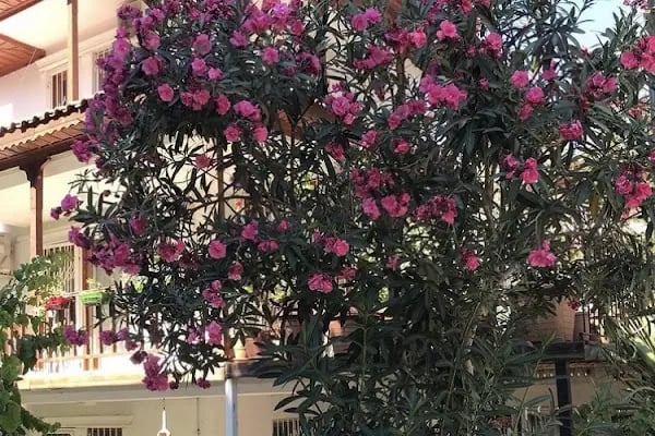 Akyaka muğla - Resim 19