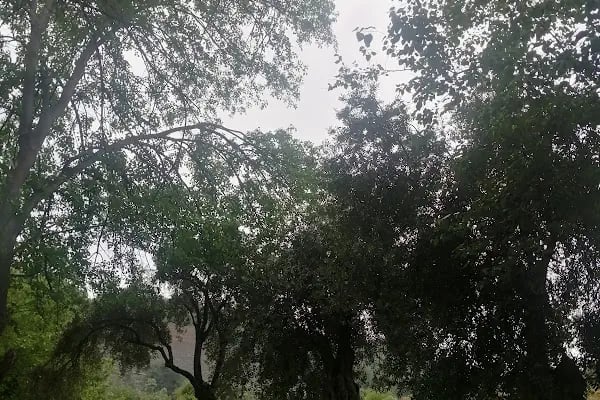 Ömer Nasuhi Bilmen Anadolu İmam Hatip Lisesi - Resim 5