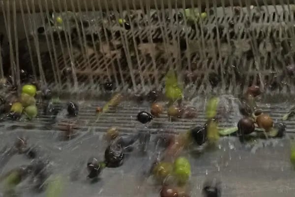 Bağcı Zeytinyağı Fabrikası - Resim 5