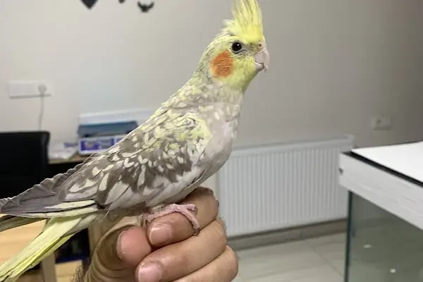 LİVAMİR PETSHOP AKVARYUM - Resim 20