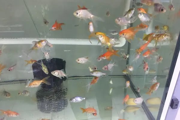 LİVAMİR PETSHOP AKVARYUM - Resim 7