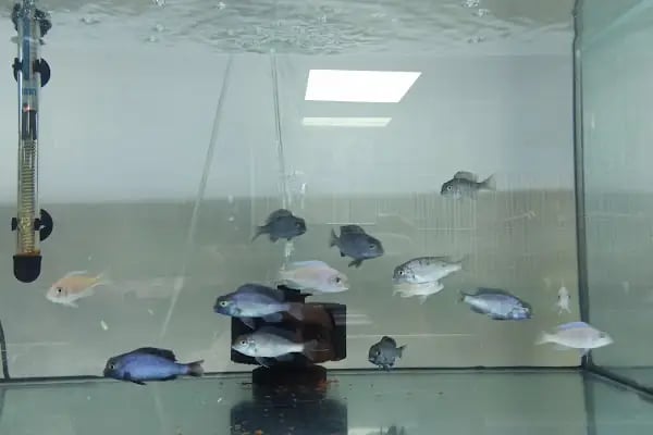 LİVAMİR PETSHOP AKVARYUM - Resim 10