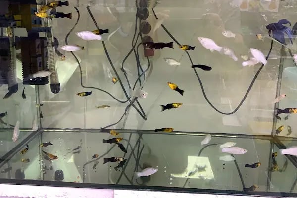 LİVAMİR PETSHOP AKVARYUM - Resim 5