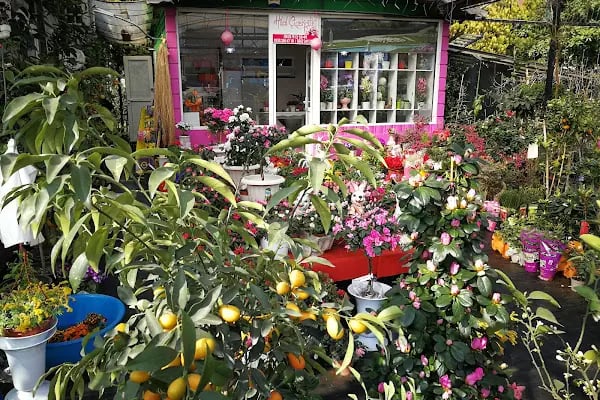 Jasmine's Garden - Resim 19
