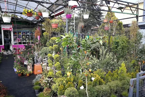 Jasmine's Garden - Resim 9