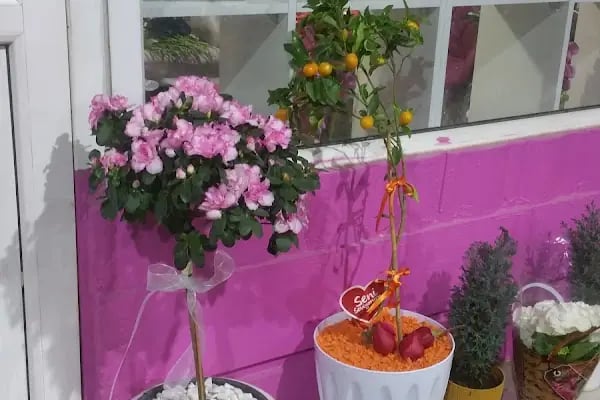Jasmine's Garden - Resim 18