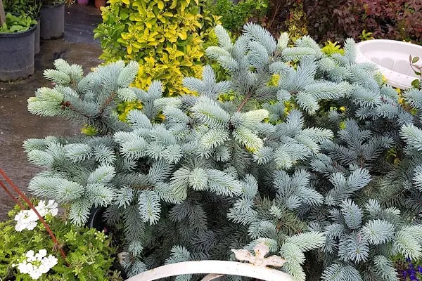 Jasmine's Garden - Resim 8