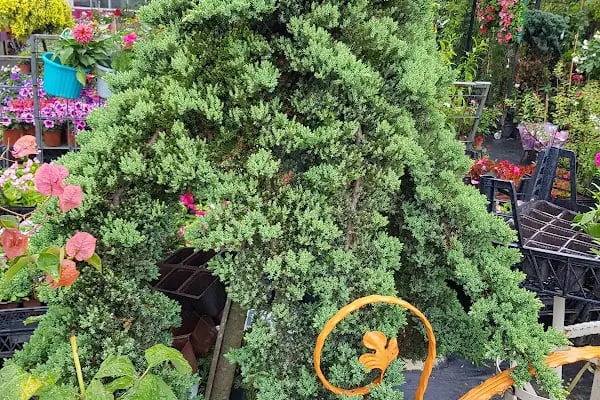 Jasmine's Garden - Resim 14