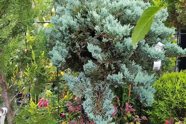 Jasmine's Garden - Resim 17
